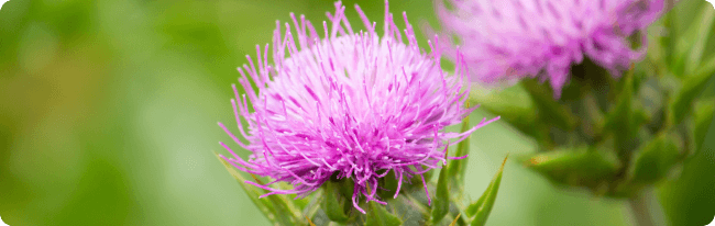 オオアザミ種子エキス